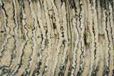 Polished Mammoth Molar Slice - South Carolina #316541-1